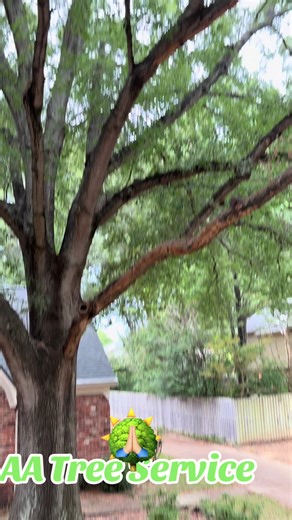 #arboleros🌲👊 #AATreeservice #treework #treeclimber #landscape