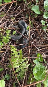 Snake eating a frog #nature #naturelovers #snake