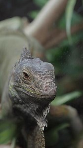 Download Close up view of a lizard in a natural habitat for free
