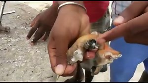 Harvesting Conch in The Turks & Caicos This was done during conch season and they were harvested properly according to their laws. A special thank you to my friend Keisha for sharing this video with us. | Trini cooking with Natasha