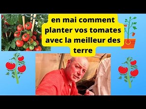 en mai comment planter vos tomates au jardin