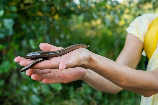 Il ressemble au serpent mais ça n’en est pas un : ce qu’il faut savoir sur cet animal méconnu souvent croisé dans les jardins