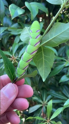 Privet Hawk moth caterpillars!