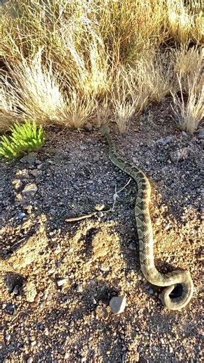 Blacktailed rattlesnake #arizona #wildlife