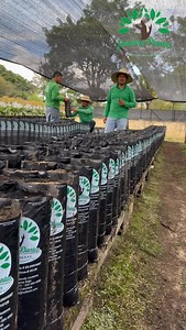 🌱 Así trabajamos en el vivero Encarrar es organizar y llevar las bolsas con sustrato al sitio donde luego sembramos la semilla. Un trabajo sencillo, pero fundamental para un buen inicio del cultivo. #aguacate #vivero #agricultura | Frutales y Plantas de Colombia SAS