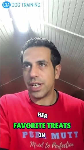 Dog Training: Quick Kennel Command Tips & Tricks! #shorts