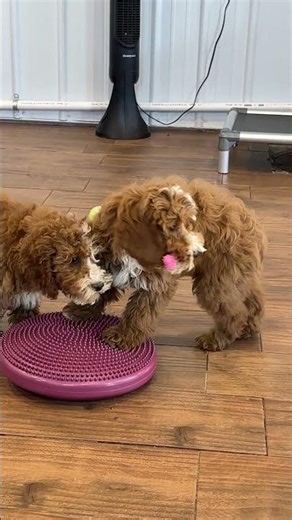 Teddy and Carter Cockapoo puppies