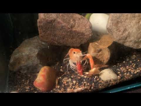 Crayfish/ lobster eating fish