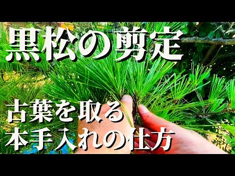 【黒松の剪定 #11】初心者にもわかりやすい！古葉を取る本手入れと剪定の仕方をご紹介します！