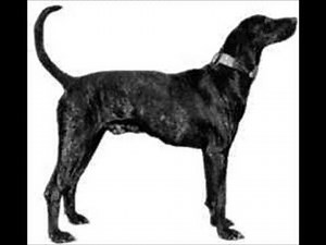 Plott Hound ~ Puppies for Sale, by Pets4You.com