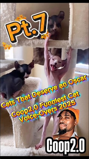 40K views · 1.2K reactions | Cats That Deserve an Oscar  Funniest Cat Voice-Overs 2025 | Coop 2.0 Studios #Coop20 #TalkingCats #FunnyCats #CatVoiceOver #VoiceOverComedy #AnimalVoices #Coop20Studios | Coop 2.0 | Facebook