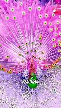 Top 3 Most BEAUTIFUL Peacocks in the World! 🦚✨ #shorts #Peacocks #WildPets
