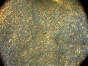 Protoplasmic Streaming