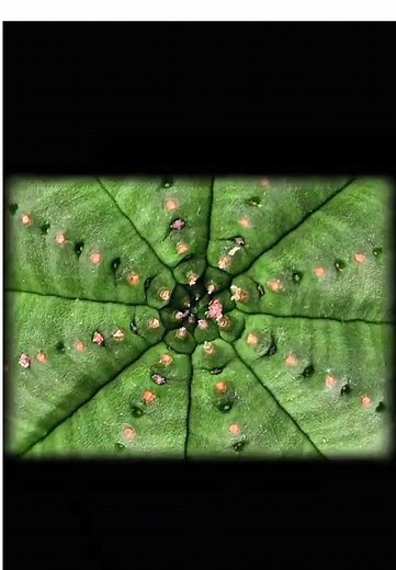 La séquence de Fibonacci expliquée par un professeur. #math #apprendresurtiktok #univers #fibonacci