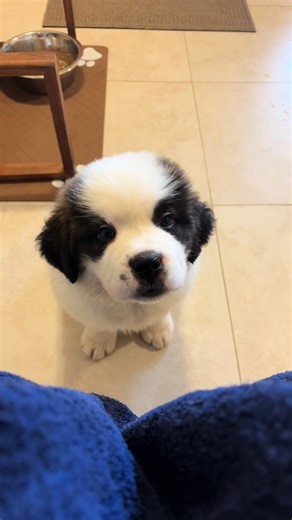 Meet Mabel: Our 8-Week-Old Saint Bernard Puppy