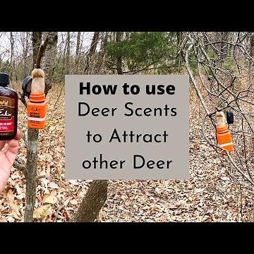 How to use Doe Urine to attract other Deer when hunting