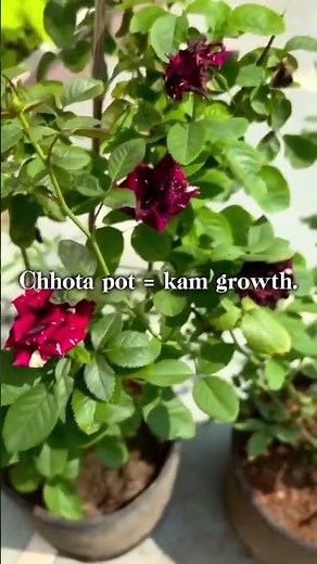 Summer Rose Care Guide 🌞🌹 | Easy Tips for Healthy Blooms | Urvann