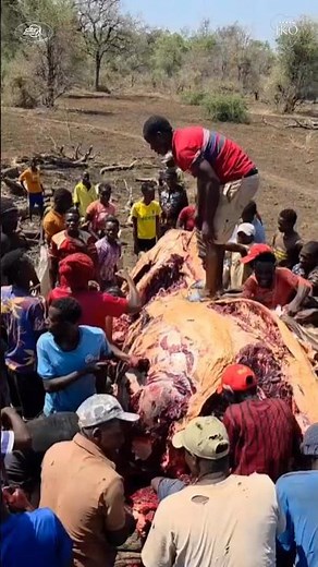 In Zambia, Elephant meat: a reality of Rural Africa | Subscribe to African Safari Guide