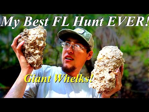 By Far Our BEST Fossil Hunt In Florida! Digging for Unbelievable Crystal Filled Whelks and Clams!