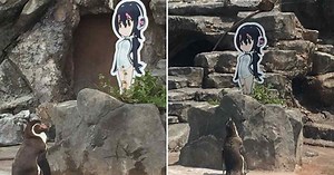 The Legend of the Depressed Penguin Who Fell In Love with a Cardboard Anime Cutout
