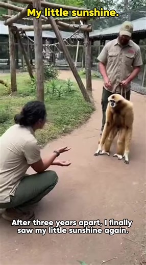 The Long-Awaited Reunion of Monkeys ❤️