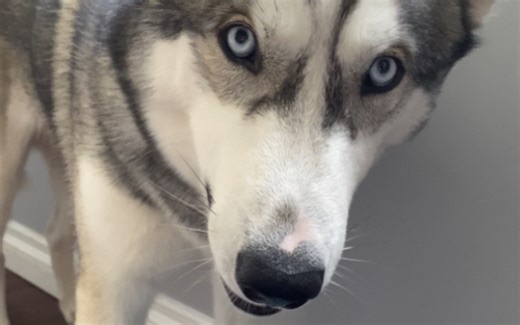 【大二哈Karry】这智商太感人了。。。