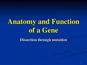 Anatomy and Function of a Gene - SlideServe