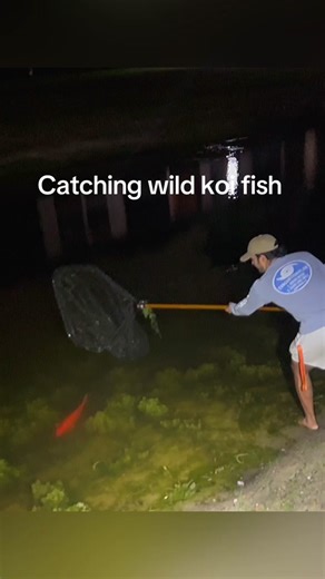 Catching Wild Koi Fish: Tips and Techniques