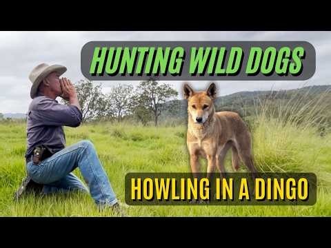 Howling In A Dingo With Clark McGhie | Hunting Wild Dogs In Australia