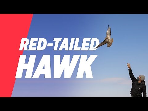 Homing in on the red-tailed hawk