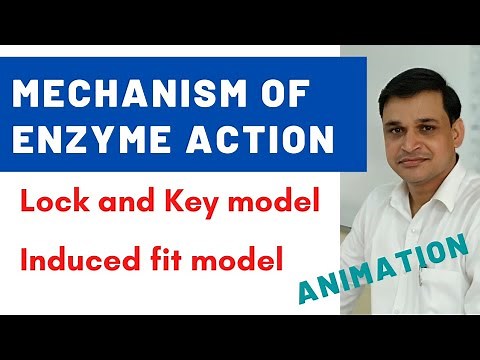 Mechanism of enzyme action | Lock and key model | Induced fit model