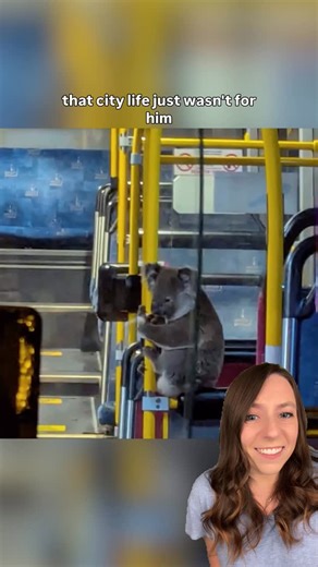jenn 💜 good news & fun stories 🥰 on Instagram: "A koala named Peri rode a Brisbane bus after the driver spotted him dodging traffic. 🚌 He climbed a pole, slipped, and was gently helped aboard - no bus pass needed. After a vet check, Peri was safely released. 🐨 📸 Koala Rescue Brisbane South #koala #australia #animals #koalarescue #goodnews"