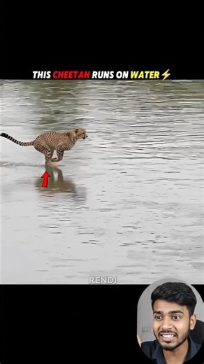 (SEO Optimized)Cheetah Runs on Water?! 😱⚡ You Won't Believe What Happens Next! #shorts