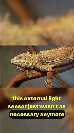 How the Iguana Survives Aerial Predators 🦅
