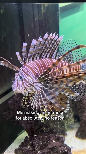 Understanding the Lionfish: An Intriguing Marine Predator