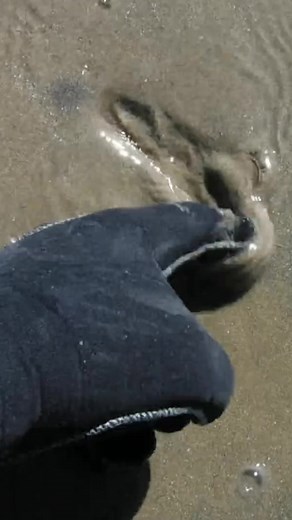 Three More Rings For The Legend! #beach #metaldetecting #rings | Gigmaster