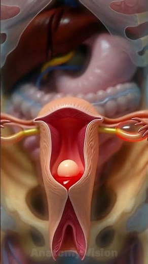 Ovulation to Period | Menstruation Cycle 3D Animation