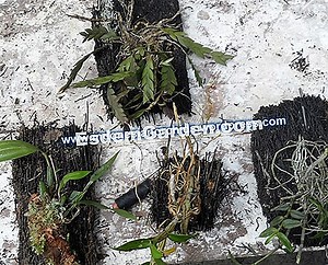 Bagaimana Cara Menanam Dan Memperbanyak Rudbeckia? 🌿 Semua Tentang Berkebun Dan Desain Taman - 2025