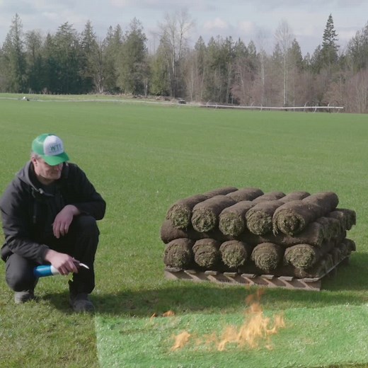 Turf Showdown: Real vs Artificial Turf! 🥊 Why choose real grass? 👉 Real grass produces oxygen, making it a true environmental champion. 👉 Grass has a natural cooling effect, reducing the need for air conditioning on hot summer days. 👉 Real turf supports an ecosystem of life, from soil microbes to birds. 👉 Grass prevents erosion and helps filter rainwater, contributing to healthier groundwater. Real grass makes a real difference! | Western Turf Farms Ltd