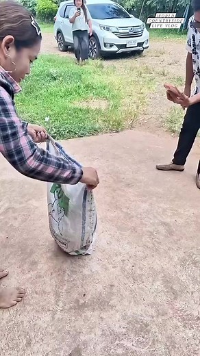 347K views · 873 reactions | These people are harvesting insects to eat. 聯 #worldcountrysidelifevlog #InsectDelicacy #BugAppétit #Entomophagy DISCLAIMER NO COPYRIGHT INFRINGEMENT INTENDED | World Countryside Life Vlog | Facebook