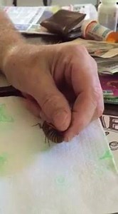Up close and personal with a cicada. Turn on the volume! | Bee Culture Magazine