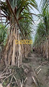 Kulwant Singh on Reels