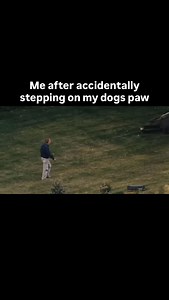 I can never apologize enough. . All jokes aside if you don’t say sorry after stepping on your dogs paw what kind of monster are you. #dog #dogs #dogtraining #dogmeme #dogmemes #puppy #puppytraining #puppymeme #meme #memes | Lobato Dog Training