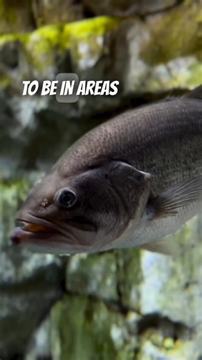 Pre-Spawn Bass Fishing: Where NOT to Look! #fishingtips #prespawn #bassfishingbasics #bigbass #bassfishing #outdoorlife #current | Survivallnstlnst