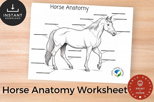 Horse Anatomy Diagram for Young Learners | Homeschool Resource | Horse Camp Resource | Pony Club | Horse Educational Resource - Etsy