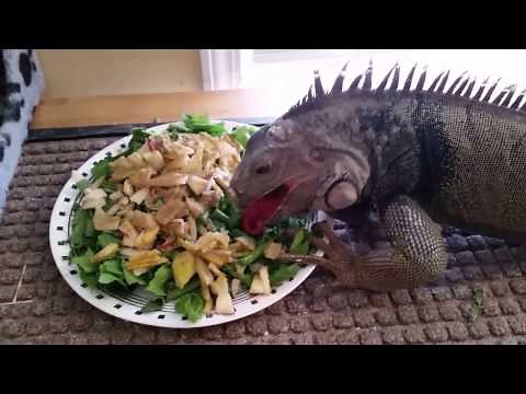 Iguana feeding time