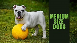 Top 11 Medium Size Dogs For Your Family