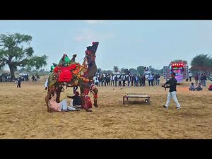 Treditional Camel Dance in Desert with latest song 2025 | Videshi Audience Special