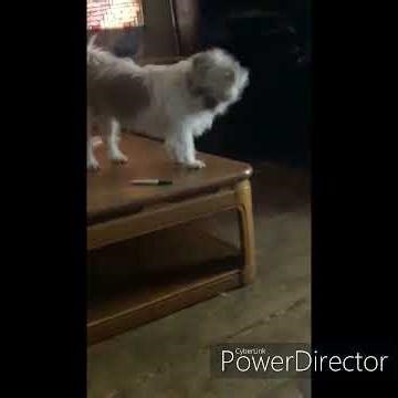 Muffin and Coco playing