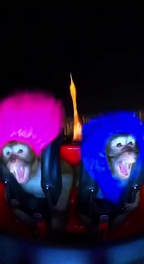 Funny Monkey Videos Collection